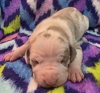 AKC Lilac fawn harlequin female , a female Great Dane for sale in Pipestone, MN – 7 of 8