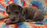 AKC merle, a female Great Dane for sale in Pipestone, MN – 4 of 9