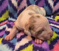AKC Lilac fawn harlequin female , a female Great Dane for sale in Pipestone, MN – 5 of 8