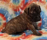 AKC Brindle #2, a female Great Dane for sale in Pipestone, MN – 7 of 7