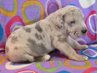AKC Blue Fawn merle female , a female Great Dane for sale in Pipestone, MN – 9 of 10