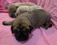 AKC fawn female #2, a female Great Dane for sale in Pipestone, MN – Photo 4 of 5