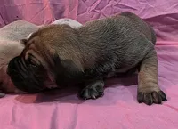 AKC fawn female #2, a female Great Dane for sale in Pipestone, MN – Photo 5 of 5