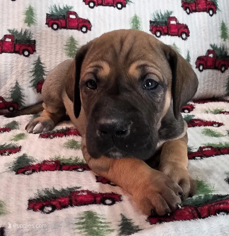 AKC fawn female #2 – Great Dane puppy for sale in Pipestone, MN