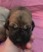 AKC fawn female #2, a female Great Dane for sale in Pipestone, MN – Photo 3 of 5