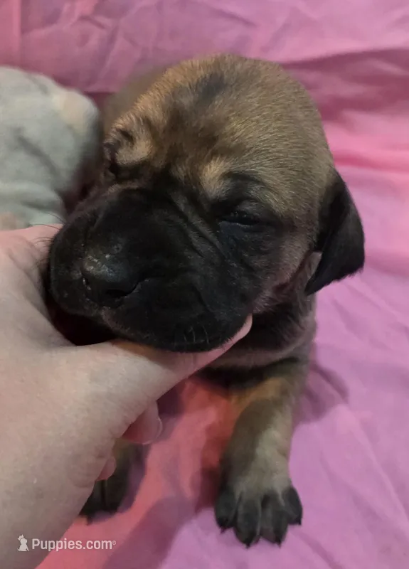 AKC fawn female #2, a female Great Dane for sale in Pipestone, MN – Photo 1 of 5