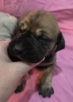 AKC fawn female #2, a female Great Dane for sale in Pipestone, MN – Photo 1 of 5