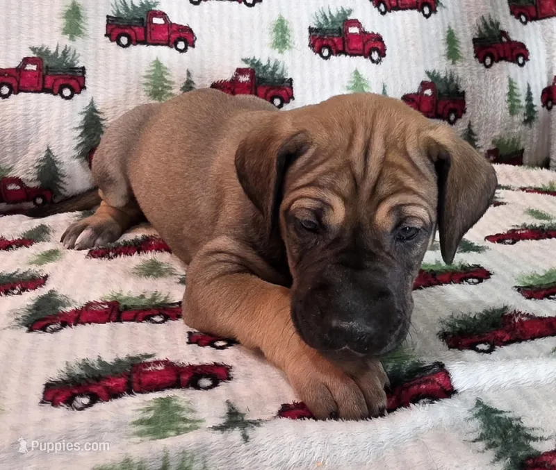 AKC fawn female #2 – Great Dane puppy for sale in Pipestone, MN