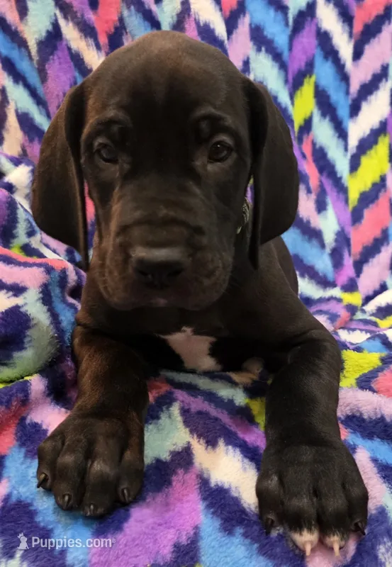 AKC Black  – Great Dane puppy for sale in Pipestone, MN