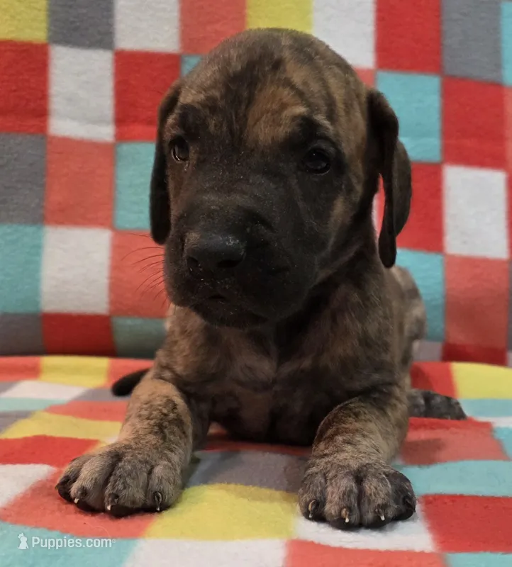 AKC Brindle #1 – Great Dane puppy for sale in Pipestone, MN