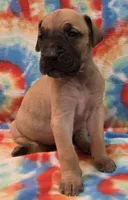 AKC Fawn, a male Great Dane for sale in Pipestone, MN – 4 of 8