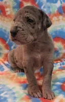 AKC merle, a female Great Dane for sale in Pipestone, MN – 8 of 9