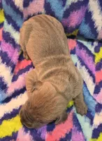AKC Blue Fawn female , a female Great Dane for sale in Pipestone, MN – 2 of 8