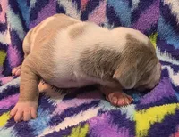 AKC Lilac fawn harlequin male , a male Great Dane for sale in Pipestone, MN – 6 of 8