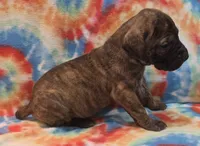 AKC Brindle #2, a female Great Dane for sale in Pipestone, MN – 6 of 7