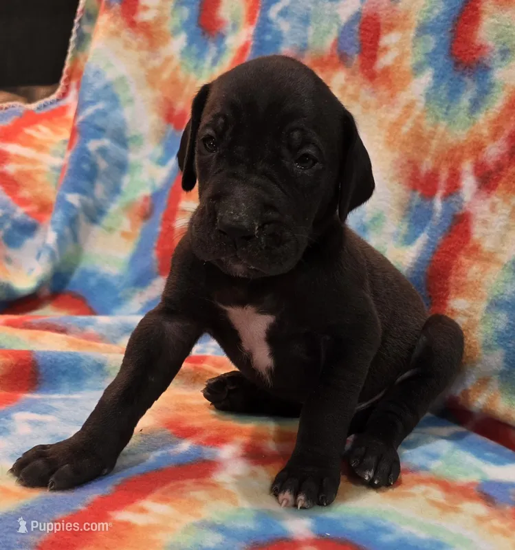 AKC Black  – Great Dane puppy for sale in Pipestone, MN