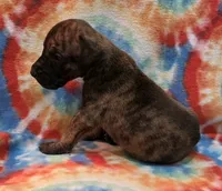 AKC Brindle #1, a female Great Dane for sale in Pipestone, MN – 5 of 8