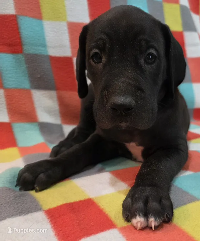 AKC Black  – Great Dane puppy for sale in Pipestone, MN