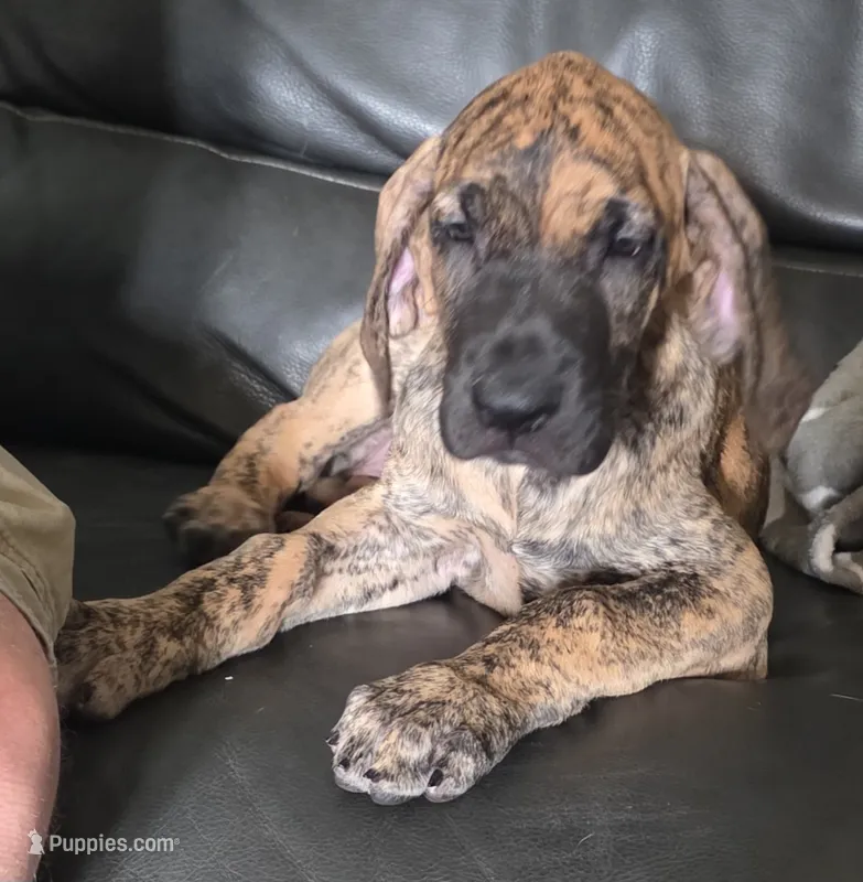 AKC Brindle #1 – Great Dane puppy for sale in Pipestone, MN