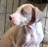 AKC Blue Fawn harlequin female , a female Great Dane for sale in Pipestone, MN – 8 of 10