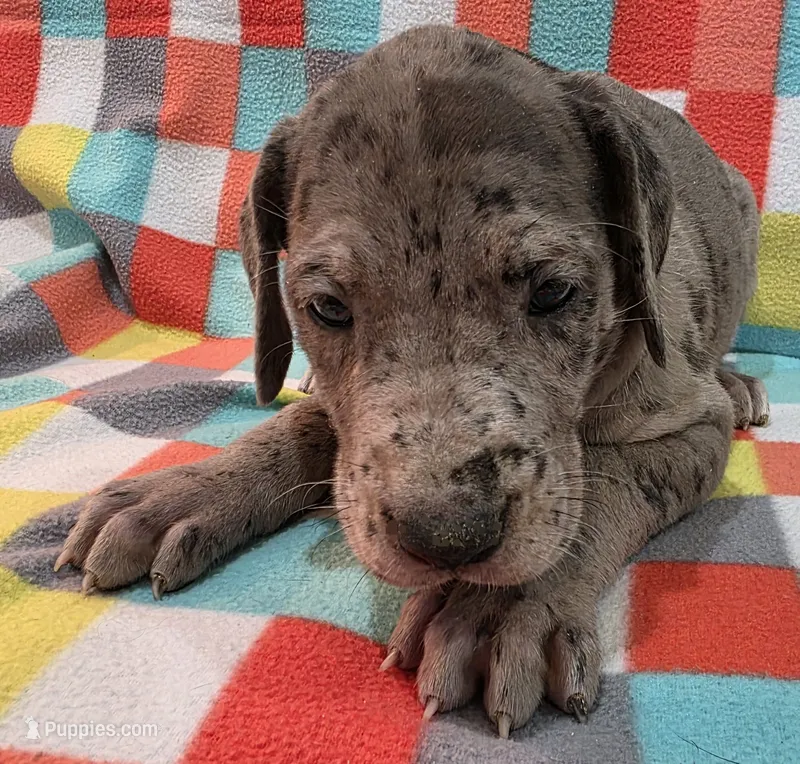 AKC merle – Great Dane puppy for sale in Pipestone, MN