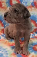 AKC merle, a female Great Dane for sale in Pipestone, MN – 7 of 9
