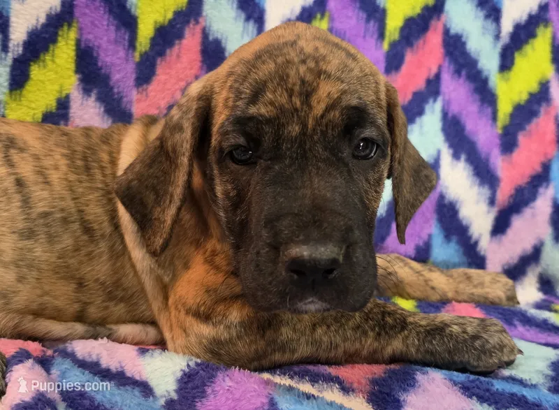 AKC Brindle #3 – Great Dane puppy for sale in Pipestone, MN