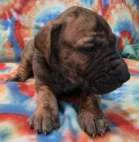 AKC Brindle , a male Great Dane for sale in Pipestone, MN – 8 of 8