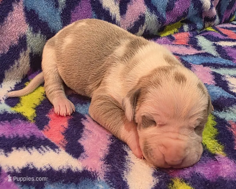 AKC Lilac fawn harlequin female  – Great Dane puppy for sale in Pipestone, MN