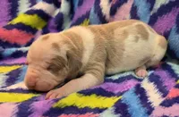 AKC Lilac fawn harlequin female , a female Great Dane for sale in Pipestone, MN – 2 of 8