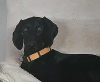 Billie Holiday, a female Doberman Pinscher and Weimaraner for sale in Carson, CA – Photo 1 of 9