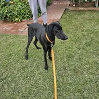 Billie Holiday, a female Doberman Pinscher and Weimaraner for sale in Carson, CA – Photo 2 of 9