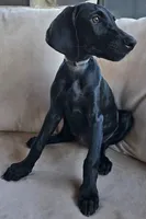 Billie Holiday, a female Doberman Pinscher and Weimaraner for sale in Carson, CA – Photo 9 of 9