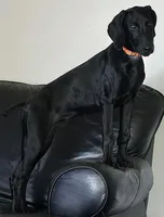 Billie Holiday, a female Doberman Pinscher and Weimaraner for sale in Carson, CA – Photo 5 of 9
