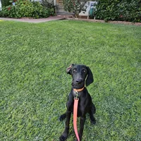 Billie Holiday, a female Doberman Pinscher and Weimaraner for sale in Carson, CA – Photo 7 of 9