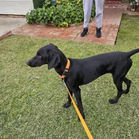 Billie Holiday, a female Doberman Pinscher and Weimaraner for sale in Carson, CA – Photo 4 of 9