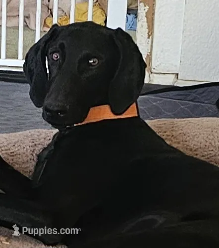 Billie Holiday  – Doberman Pinscher, Weimaraner puppy for sale in Carson, CA