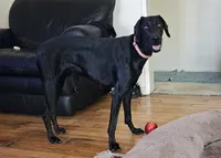 Billie Holiday , a female Doberman Pinscher and Weimaraner for sale in Carson, CA – 2 of 9