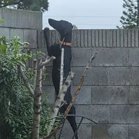 Billie Holiday , a female Doberman Pinscher and Weimaraner for sale in Carson, CA – 3 of 9