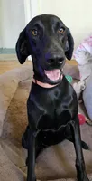 Billie Holiday , a female Doberman Pinscher and Weimaraner for sale in Carson, CA – 5 of 9