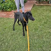 Billie Holiday , a female Doberman Pinscher and Weimaraner for sale in Carson, CA – 7 of 9