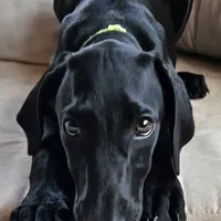 Ella Fitzgerald, a female Doberman Pinscher and Weimaraner for sale in Carson, CA – Photo 5 of 7