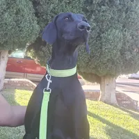 Ella Fitzgerald, a female Doberman Pinscher and Weimaraner for sale in Carson, CA – Photo 1 of 7