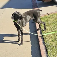 Ella Fitzgerald, a female Doberman Pinscher and Weimaraner for sale in Carson, CA – Photo 4 of 7