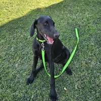 Ella Fitzgerald, a female Doberman Pinscher and Weimaraner for sale in Carson, CA – Photo 3 of 7