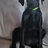 Ella Fitzgerald, a female Doberman Pinscher and Weimaraner for sale in Carson, CA – Photo 6 of 7