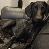Ella Fitzgerald, a female Doberman Pinscher and Weimaraner for sale in Carson, CA – Photo 7 of 7