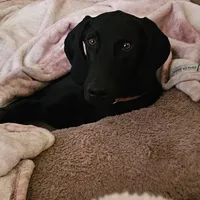 Billie Holiday , a female Doberman Pinscher and Weimaraner for sale in Carson, CA – 4 of 9