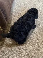 Hermonie, a female Poodle - Toy  for sale in Sanford, CO – 3 of 4