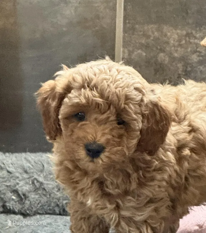 Barbie AKC – Poodle - Miniature  puppy for sale in Sanford, CO